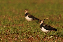 David Plant Photography - Wildlife Photographer - Lapwings in field - F